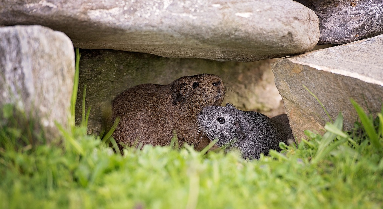 guinea pig smooth hair friendship free photo