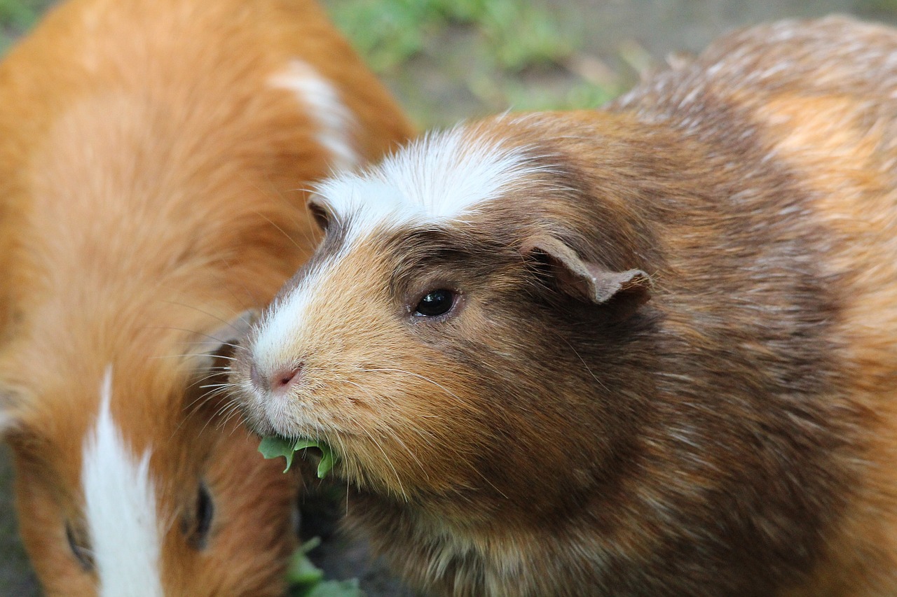 guinea pig guinea pig house cavia porcellus form free photo