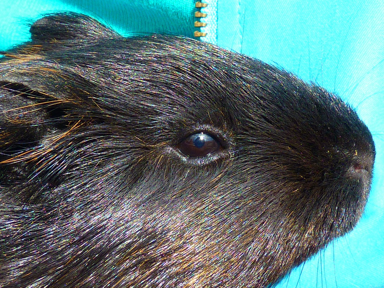 guinea pig rodent black free photo