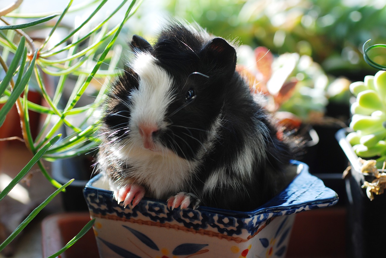 guinea pig netherlands pig rodents free photo