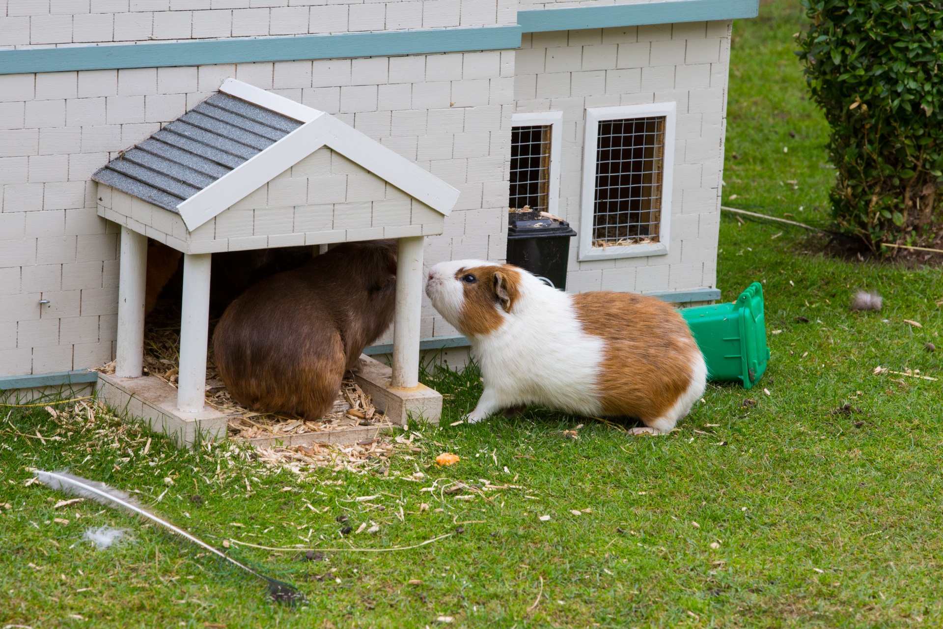 Фотка дома свинки. Свинка дома. Small Pets.