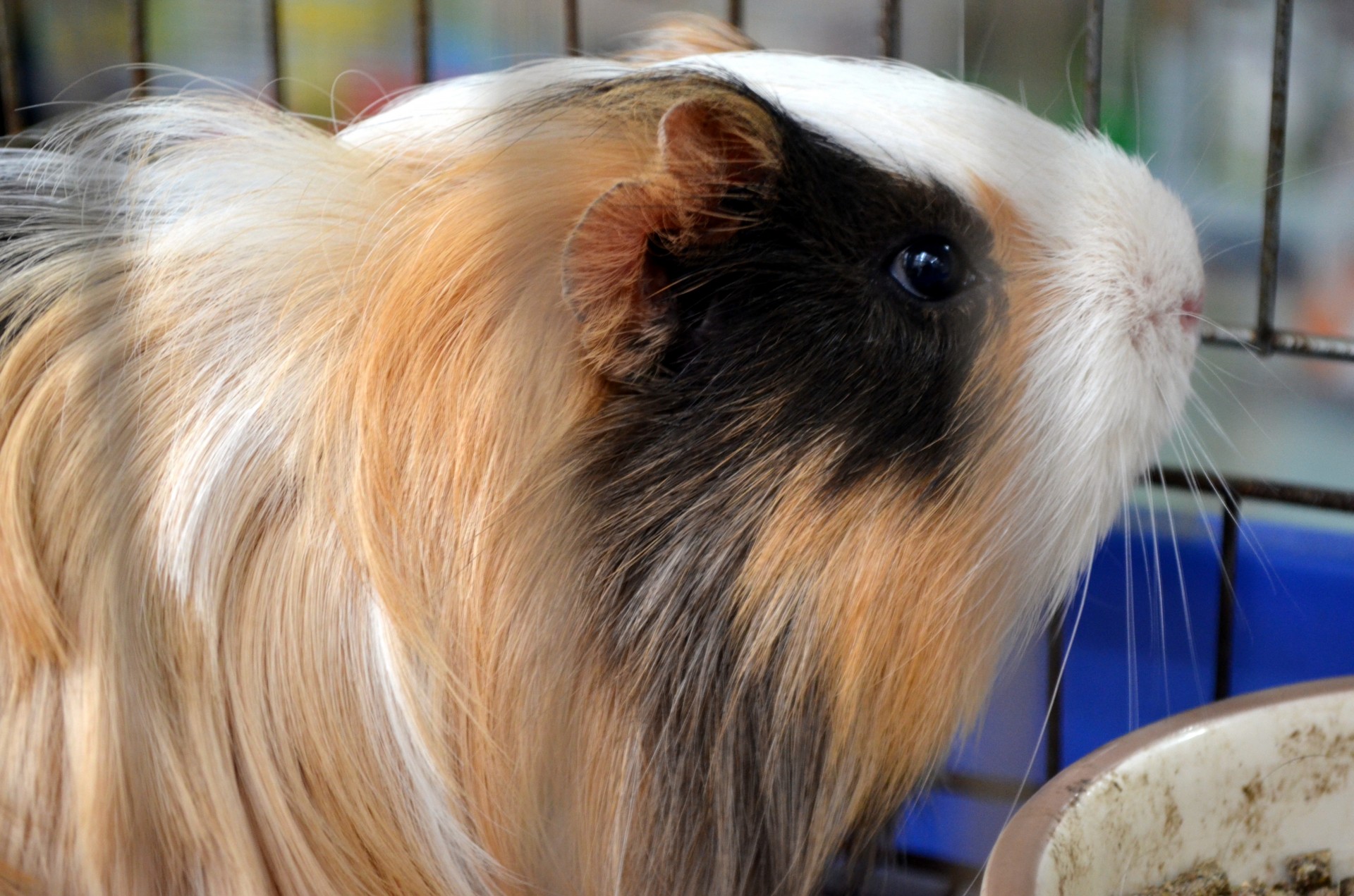animals guinea pig pet free photo