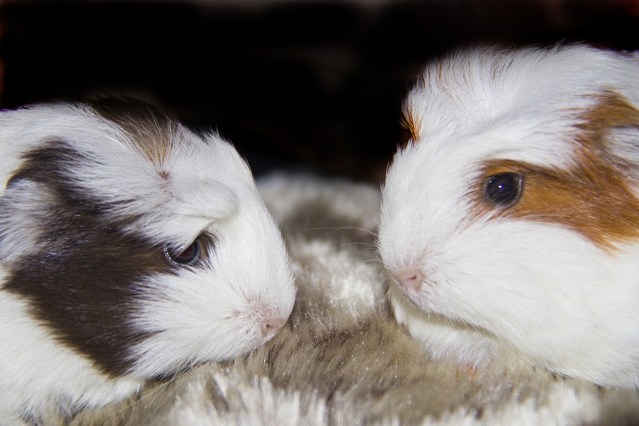 guinea pigs pets animals free photo