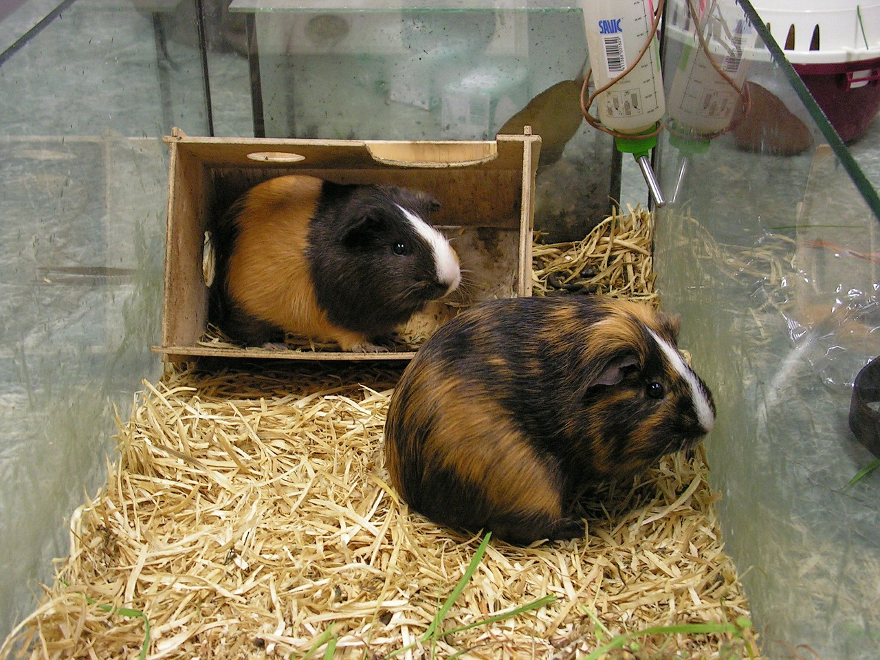 guinea pigs guinea-pig two free photo