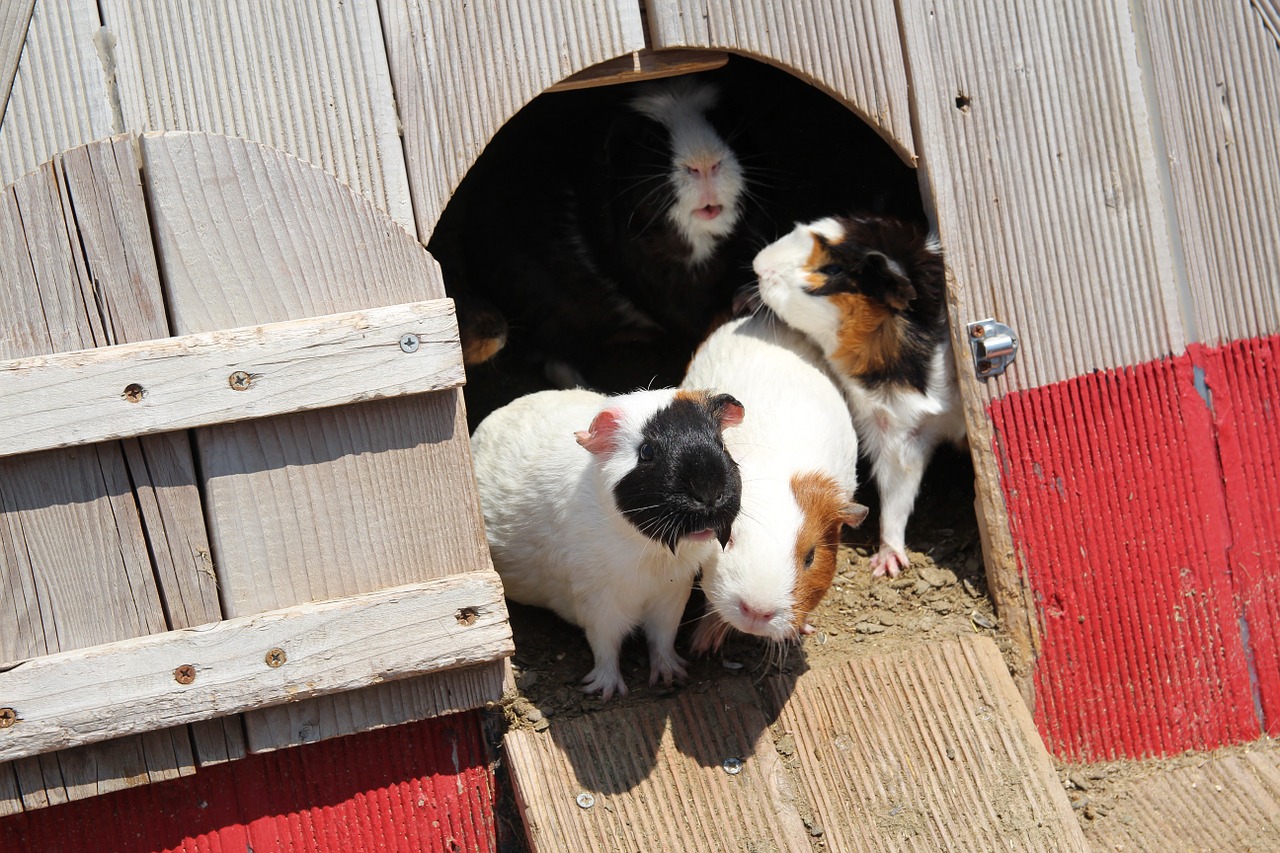 guinea pigs pet rat pet free photo
