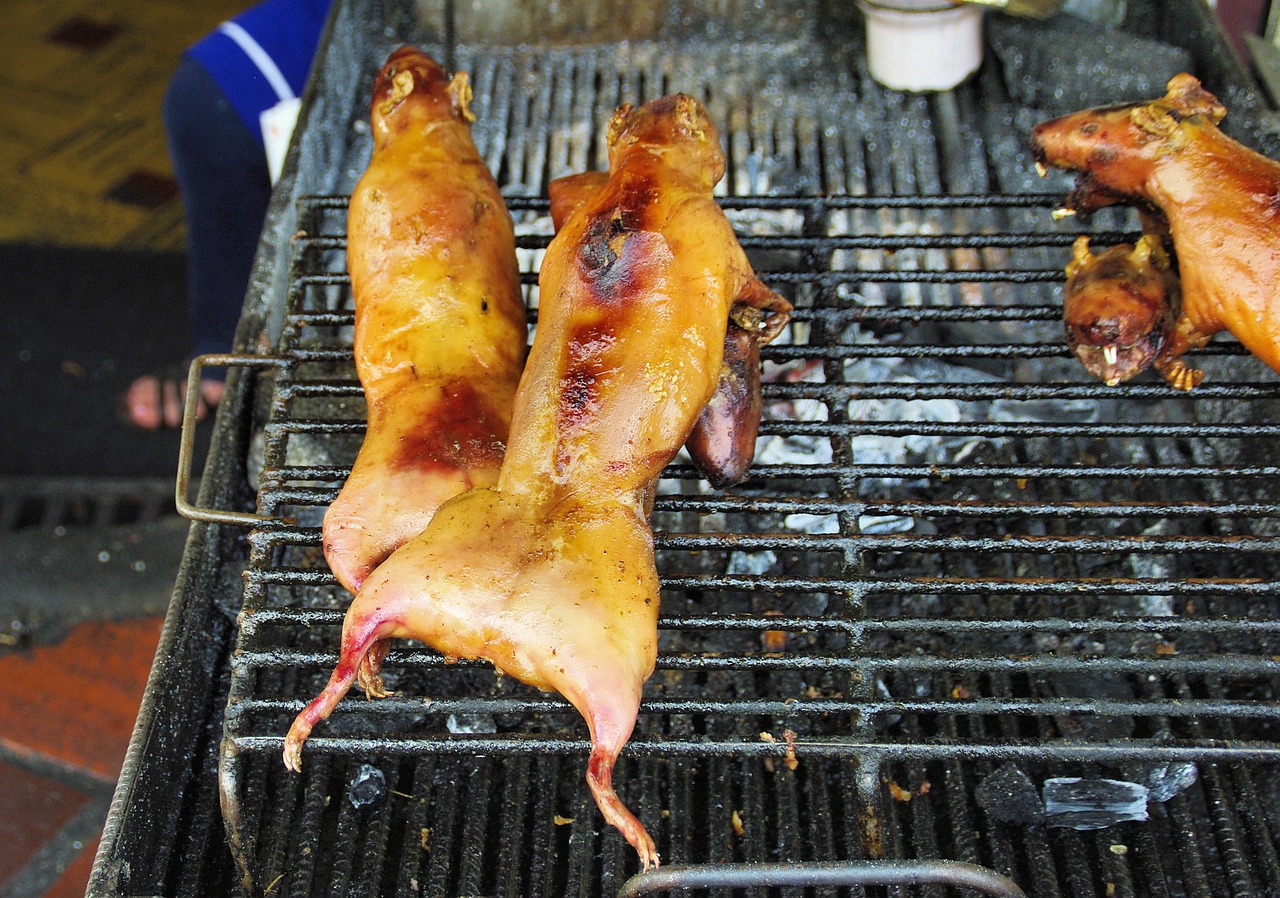 guinea pigs grilling meat free photo