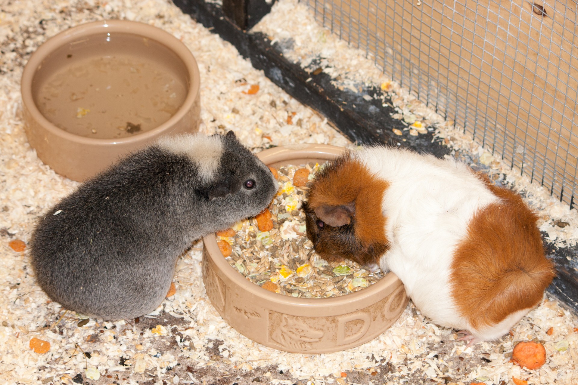guinea pig guinea pigs guinea free photo