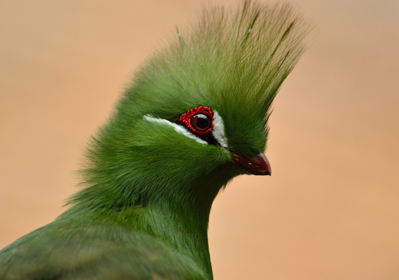 guinea turaco bird green crested free photo