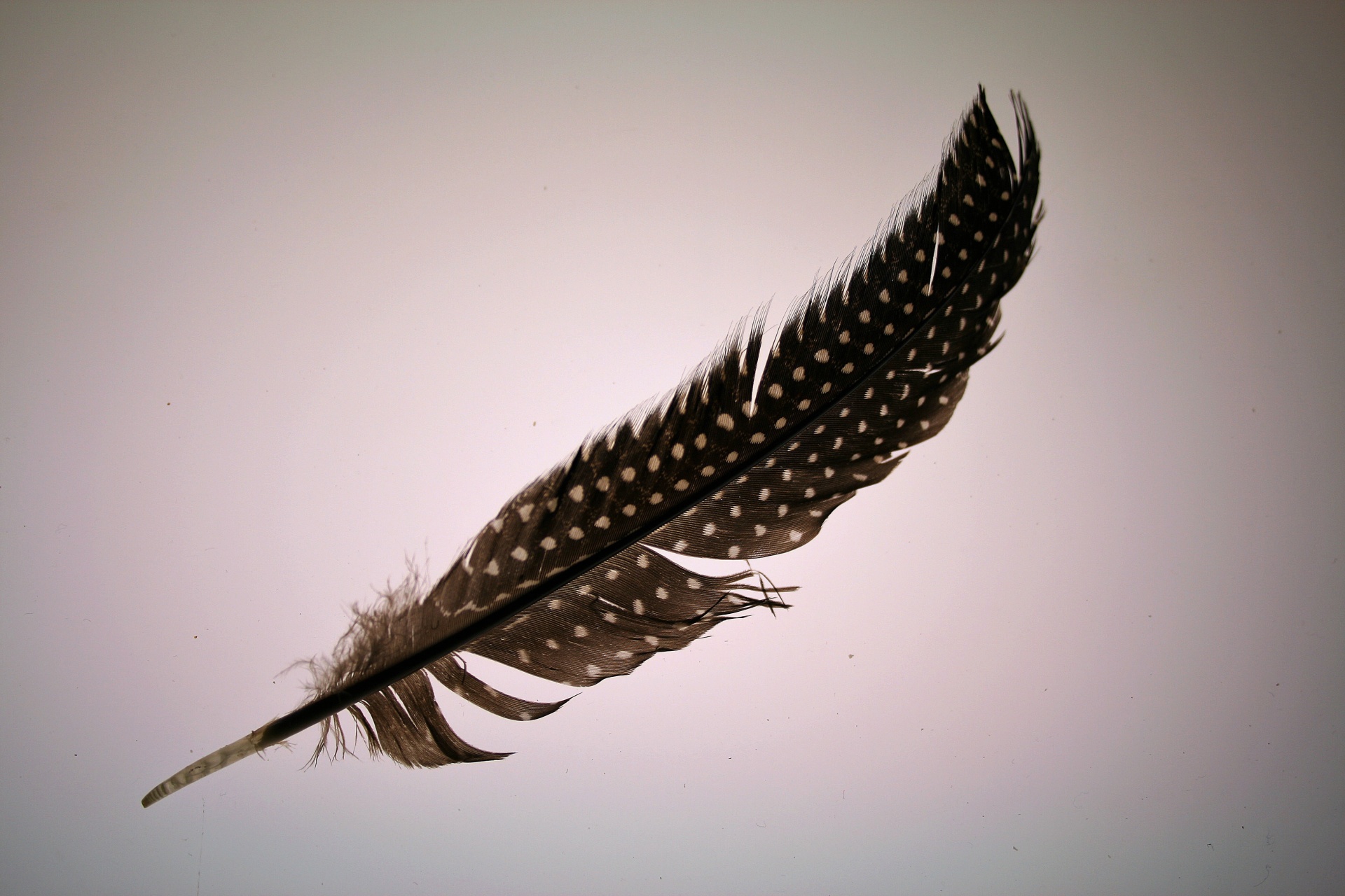 feather bird guineafowl free photo