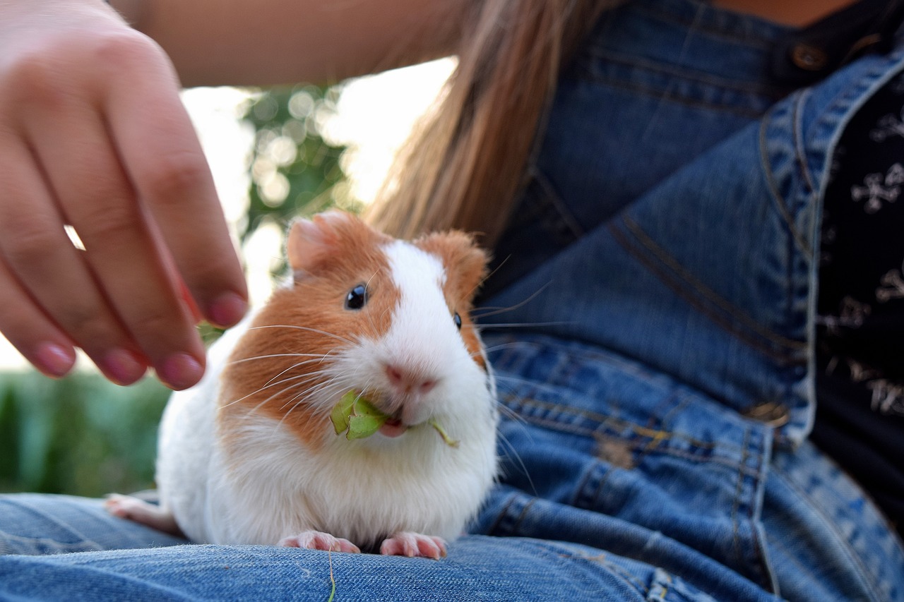 guinea pig pet cute free photo