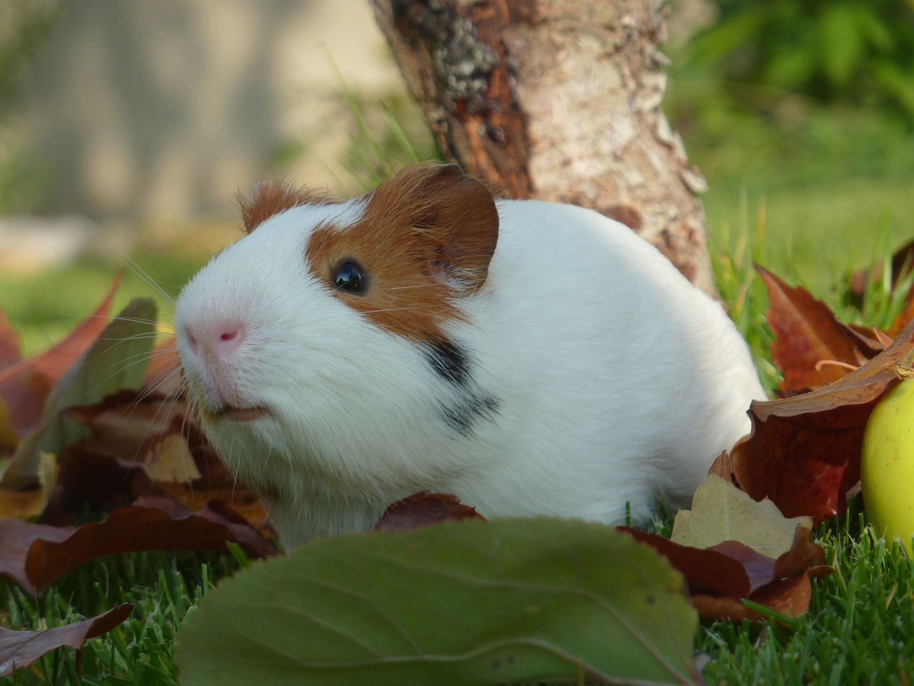 guinea pig pet small free photo