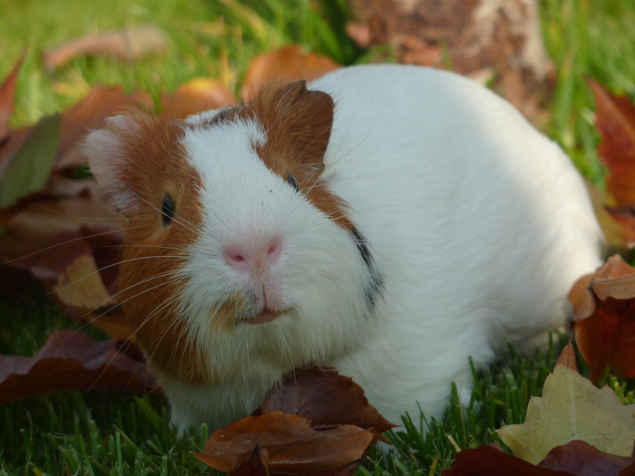 guinea pig pet small free photo