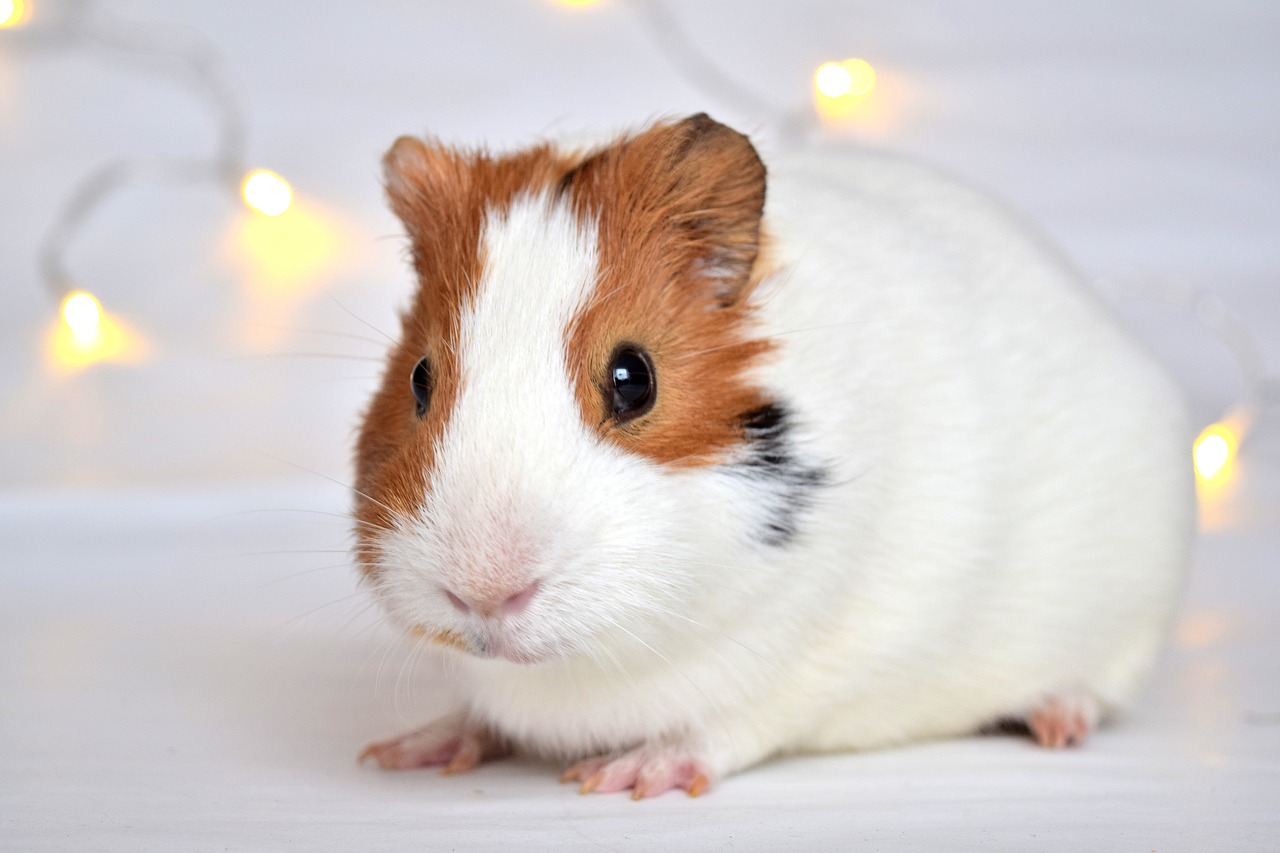 guineapig pig guinea free photo