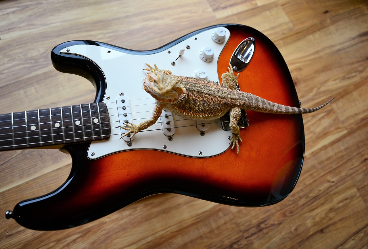 guitar  electric  lizard free photo