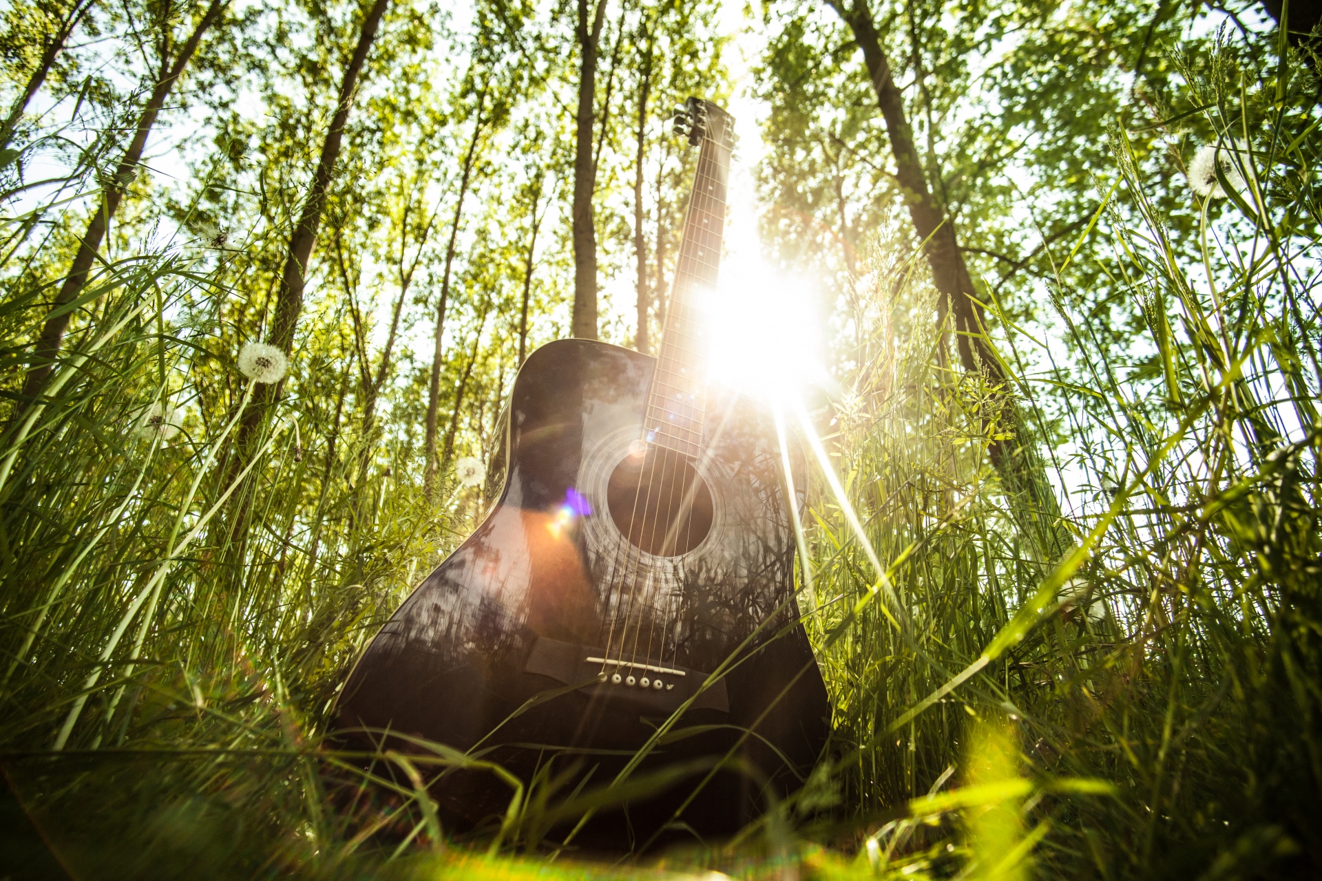 guitar music forest free photo