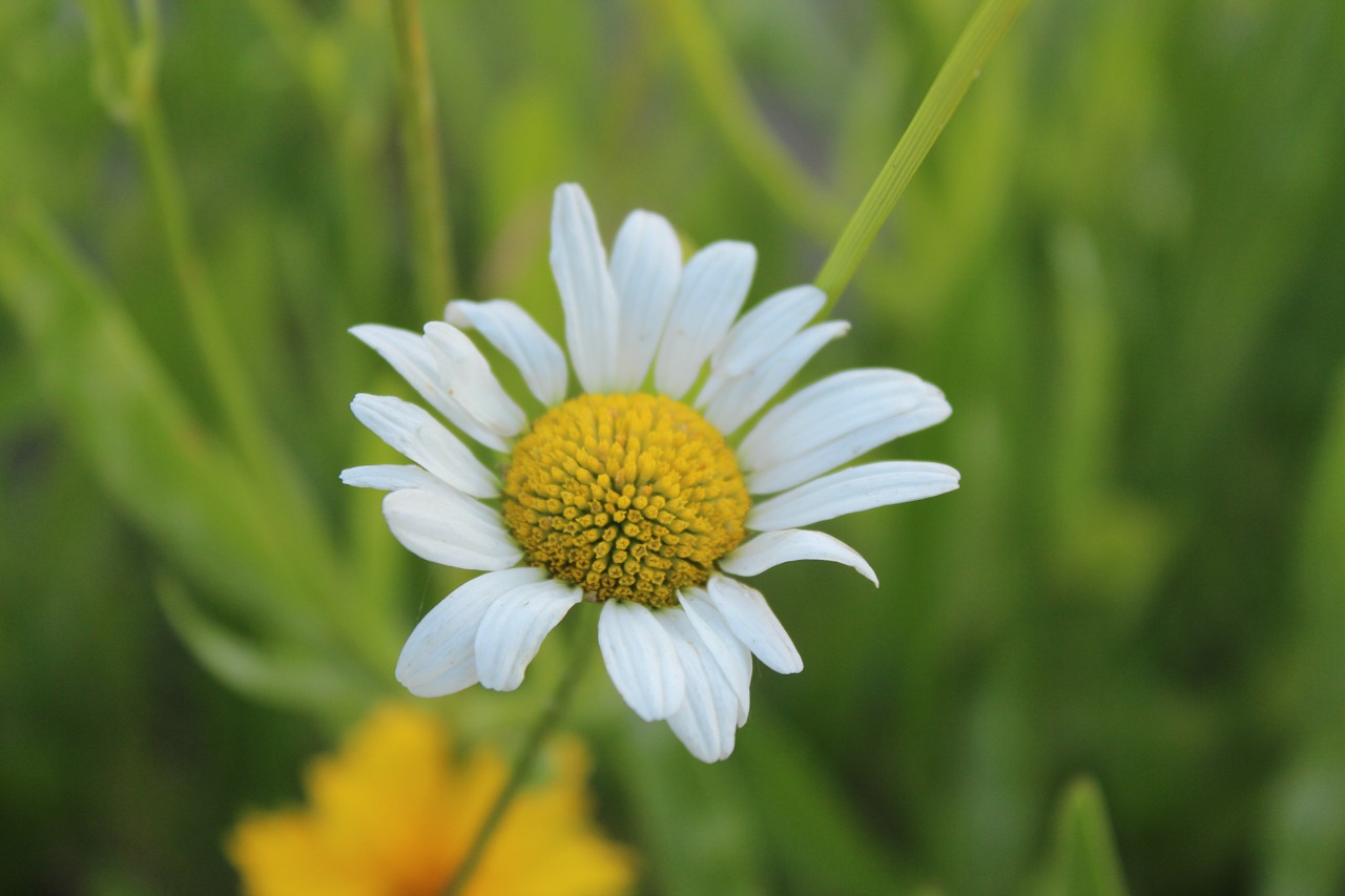 gujeolcho nature flowers free photo