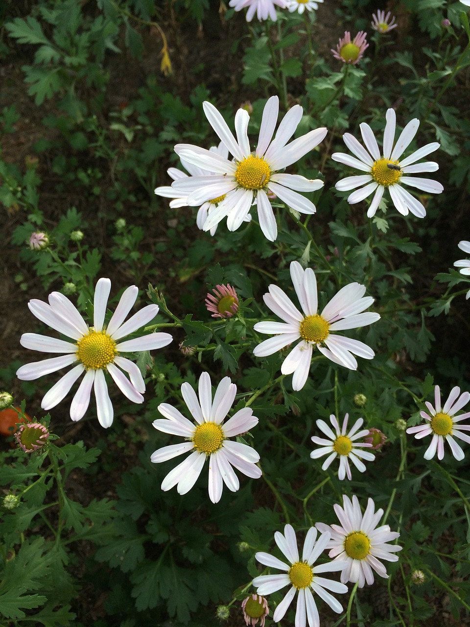 gujeolcho flowers autumn free photo