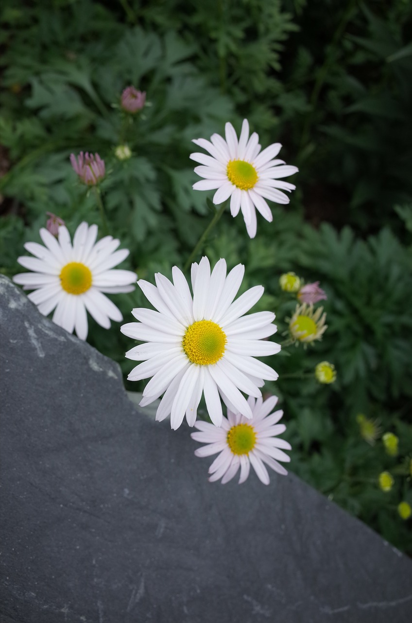 gujeolcho chrysanthemum flowers free photo