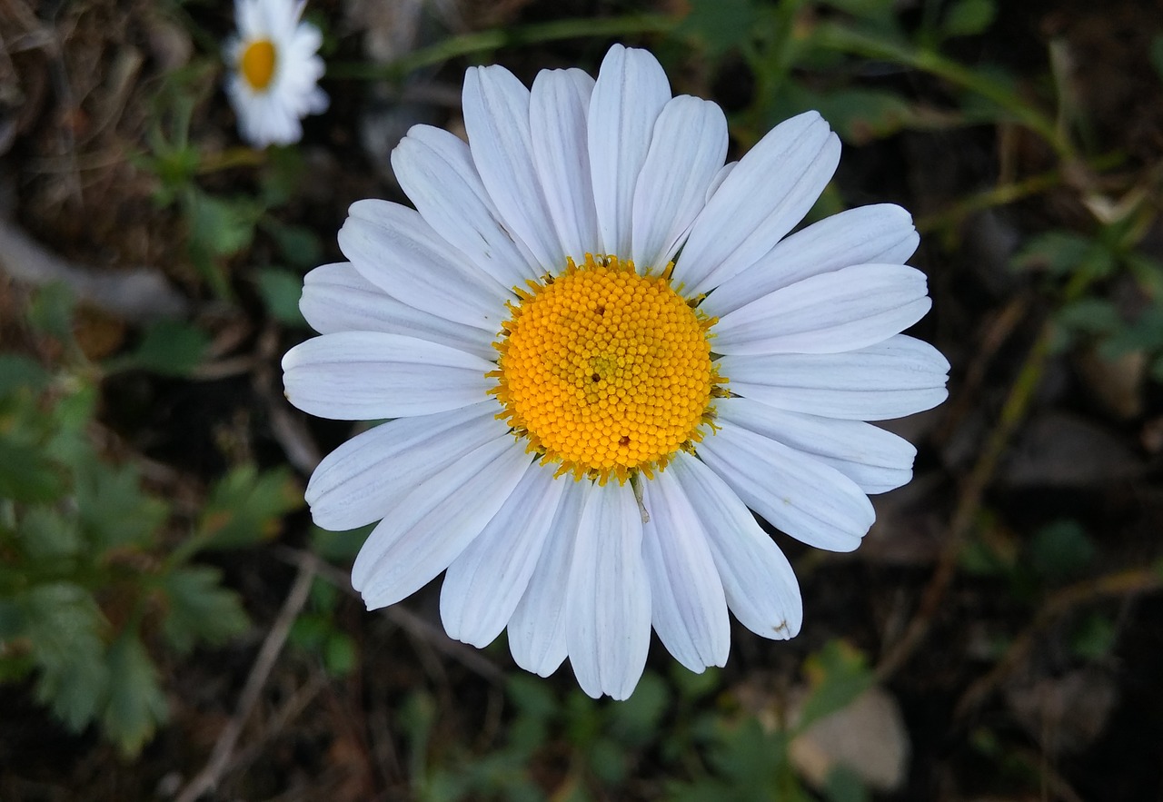 gujeolcho  fall flowers  white flowers free photo