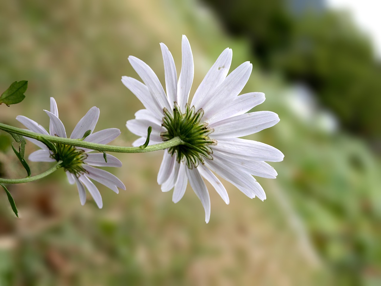 gujeolcho  white flower  mother flower free photo