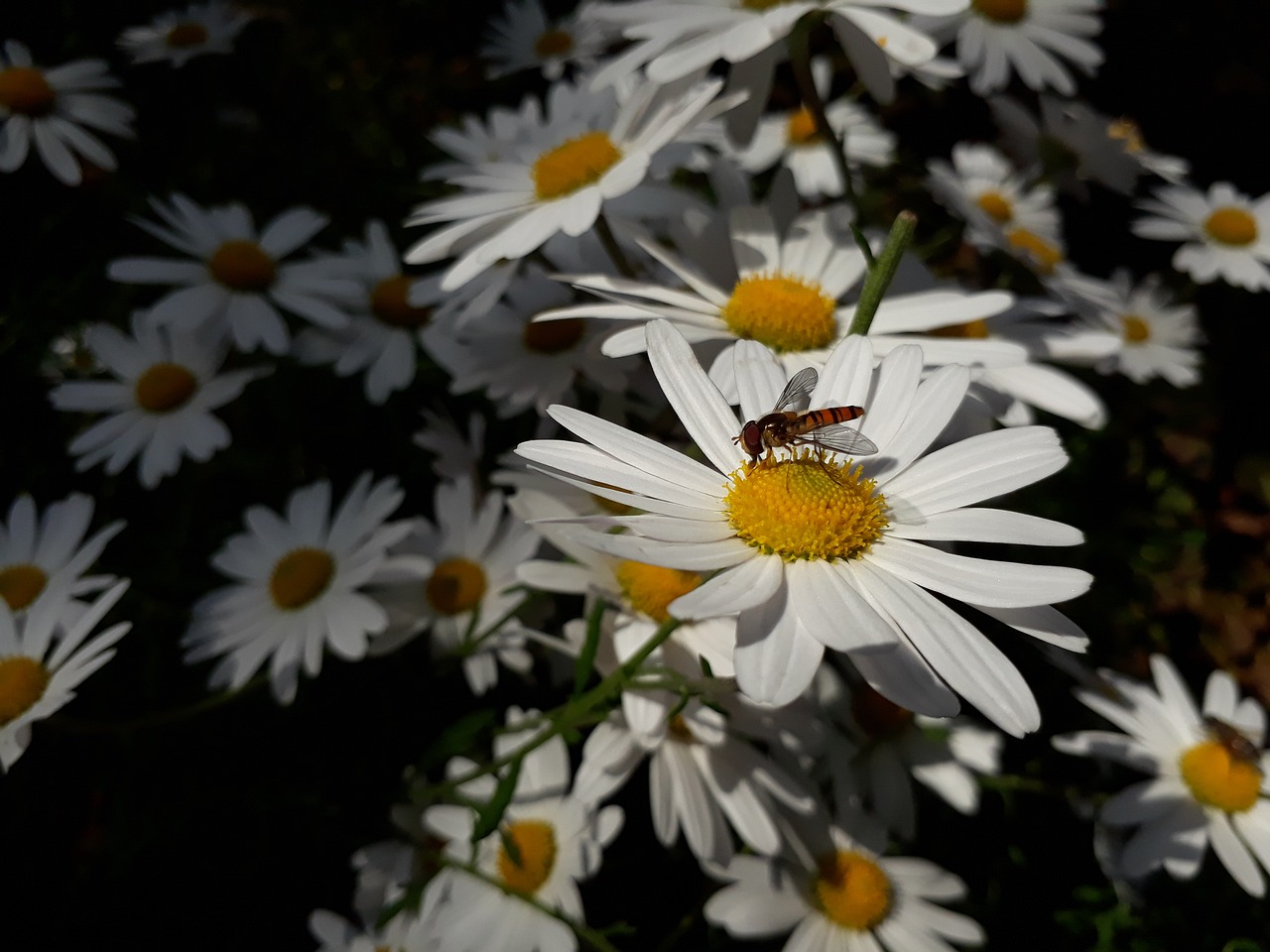 gujeolcho  chrysanthemum  flowers free photo