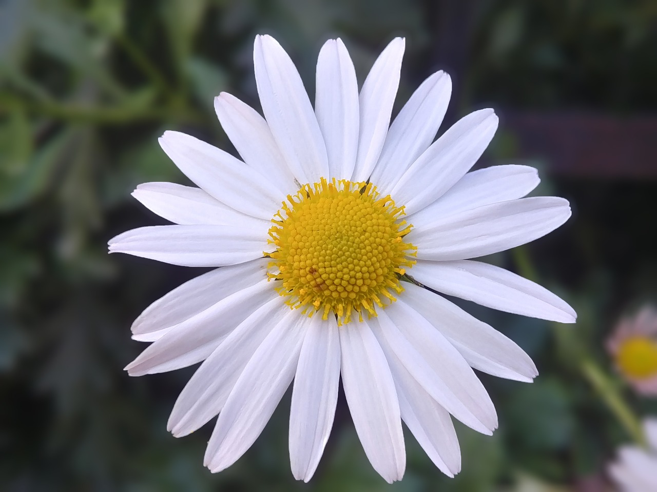 gujeolcho  chrysanthemum  flowers free photo