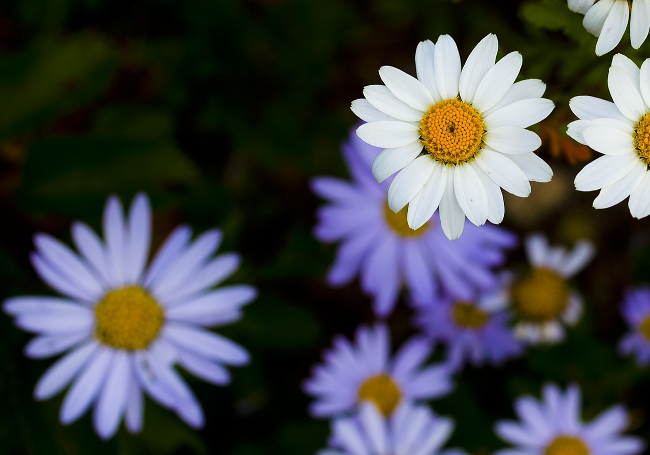 gujeolcho flowers plants free photo