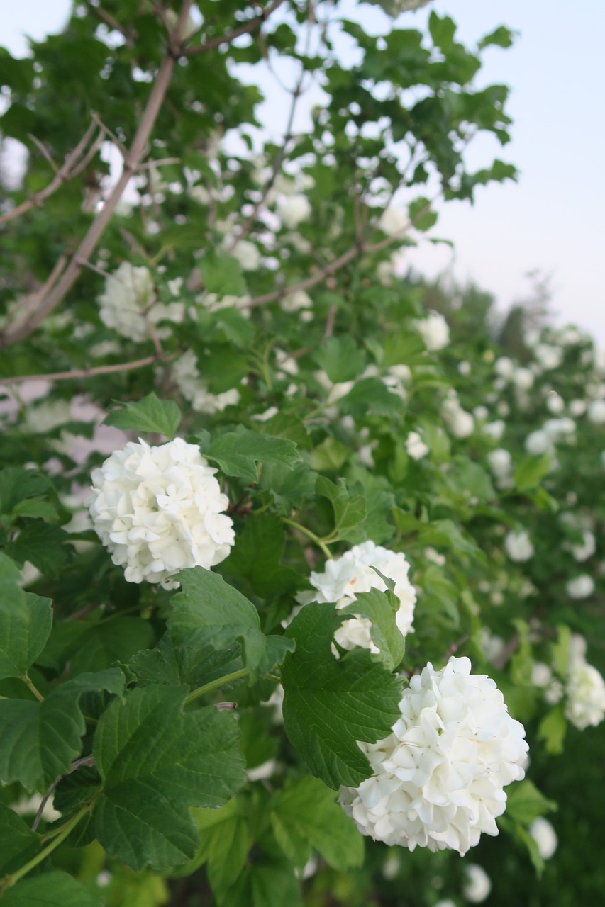 gulcicek  leaves  nature free photo