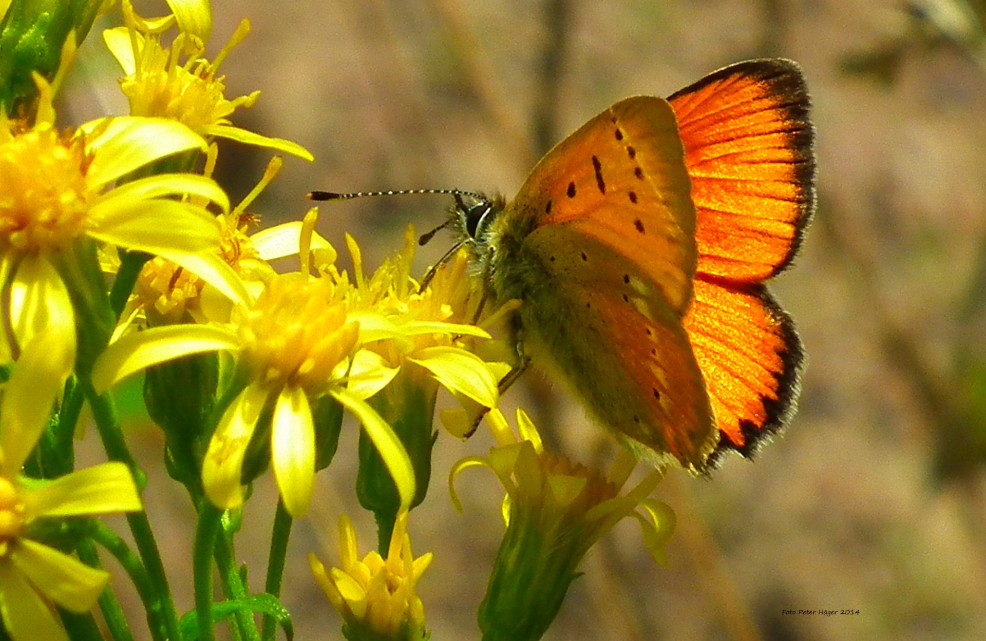 gold wing butterfly orange free photo