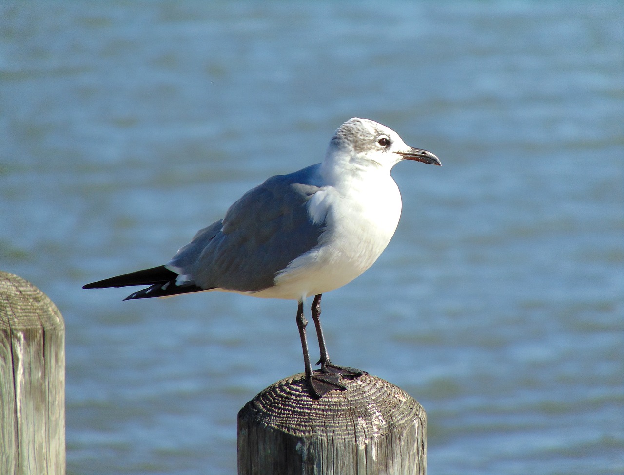 gulf bird seagull free photo