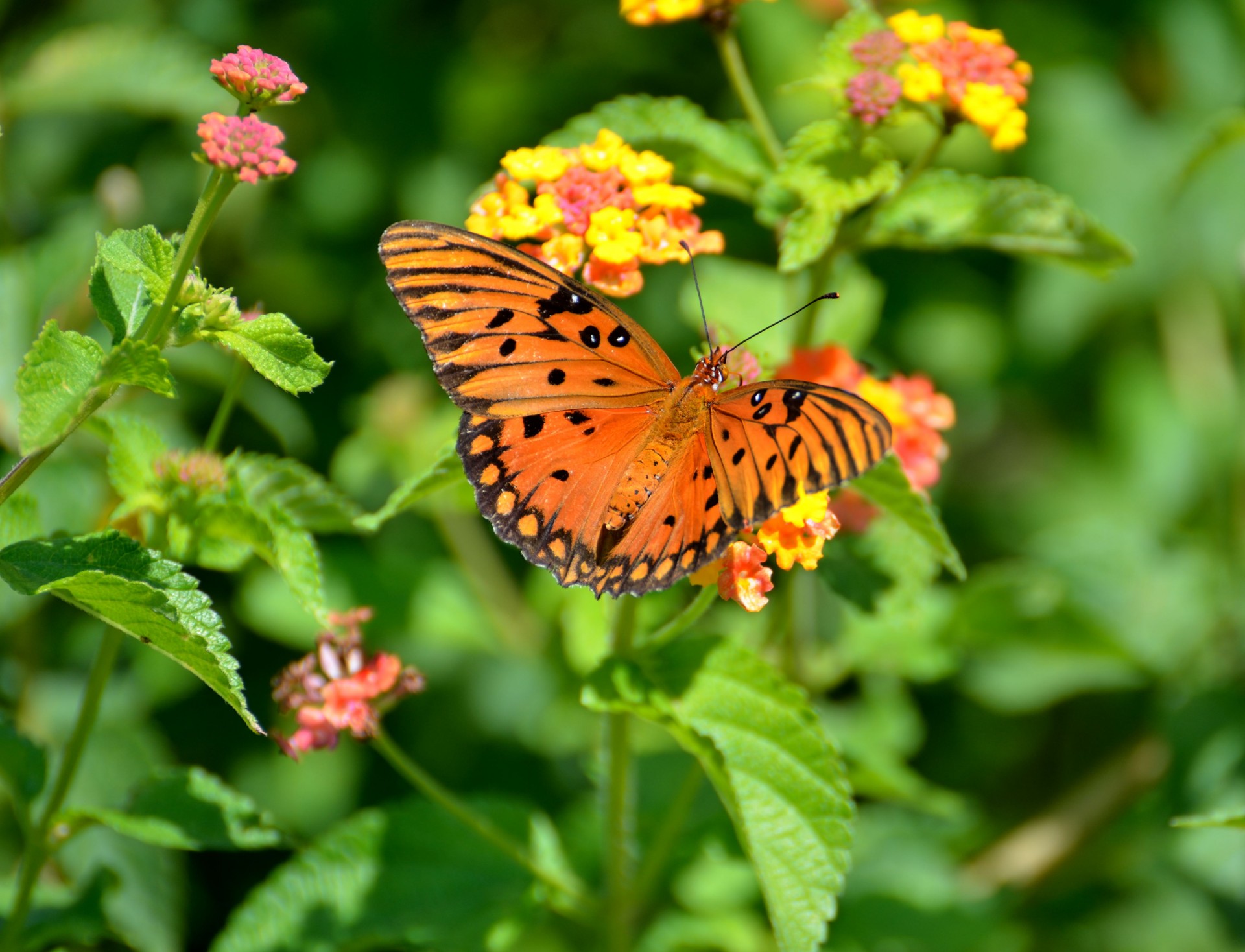 gulf fritilary butterfly wings free photo