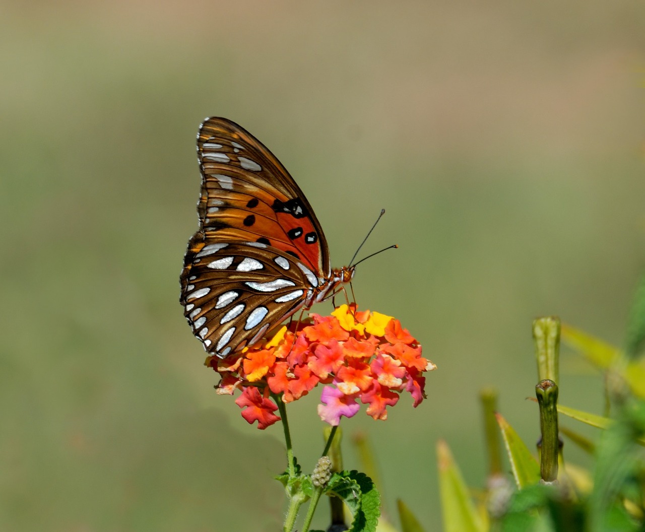 gulf fritillary butterfly insect free photo