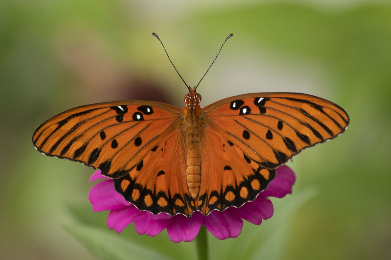 gulf fritillary  butterfly  zinnia free photo