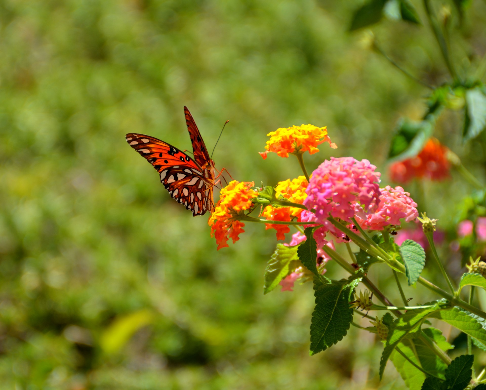 gulf fritillary butterfly insect free photo