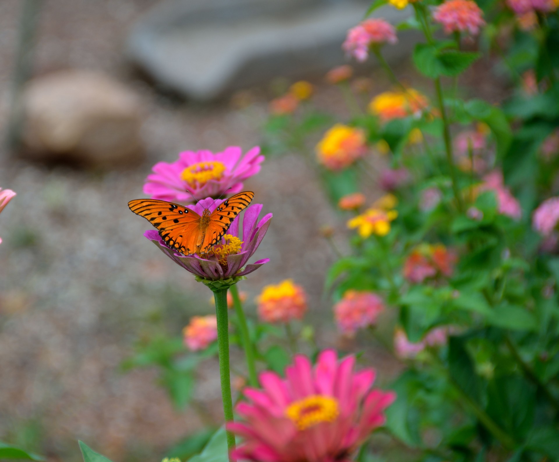 butterfly colorful insect free photo