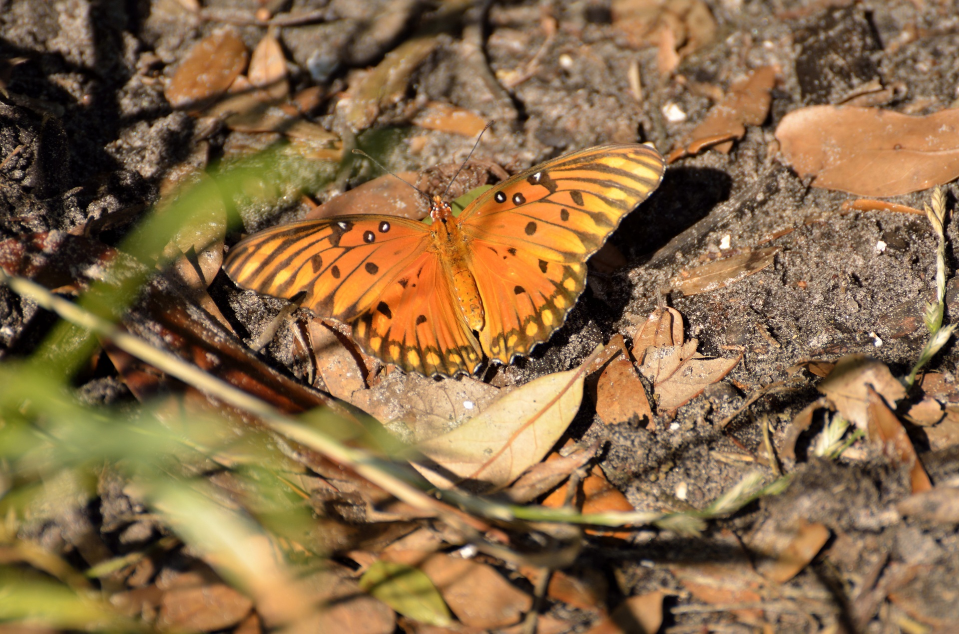 gulf fritillary butterfly orange free photo