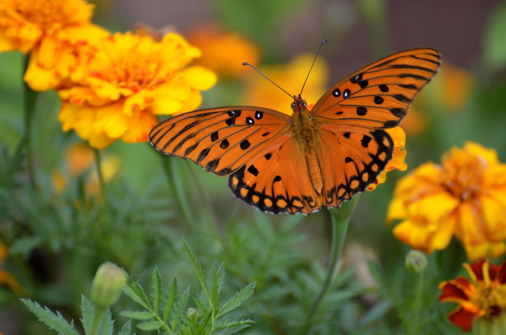 gulf fritillary butterfly orange free photo
