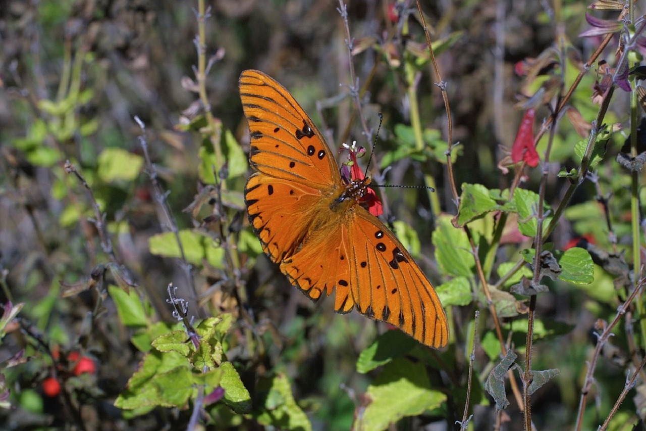 gulf fritillary butterfly insect adult free photo