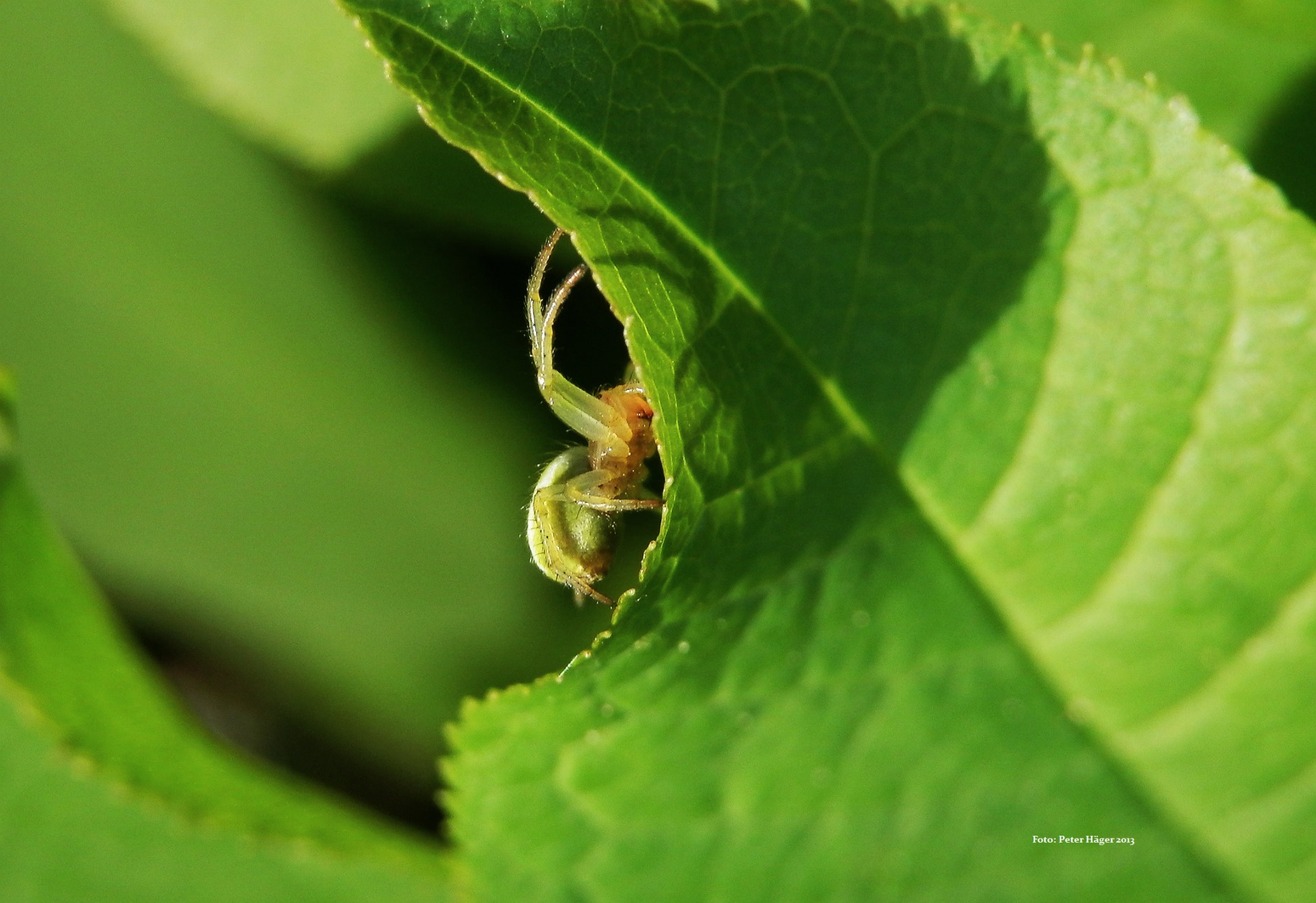 spiders green spider free photo