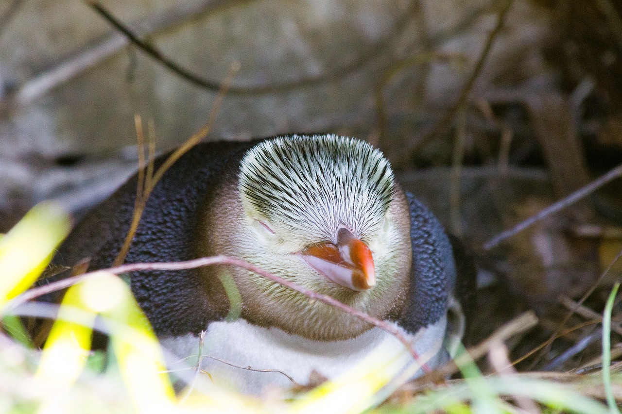 guløjet penguin guløjepingvin megadyptes antipodes free photo