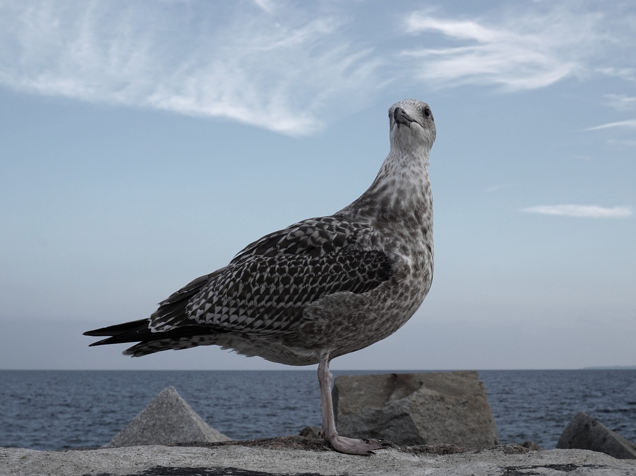 gull bird coastal free photo