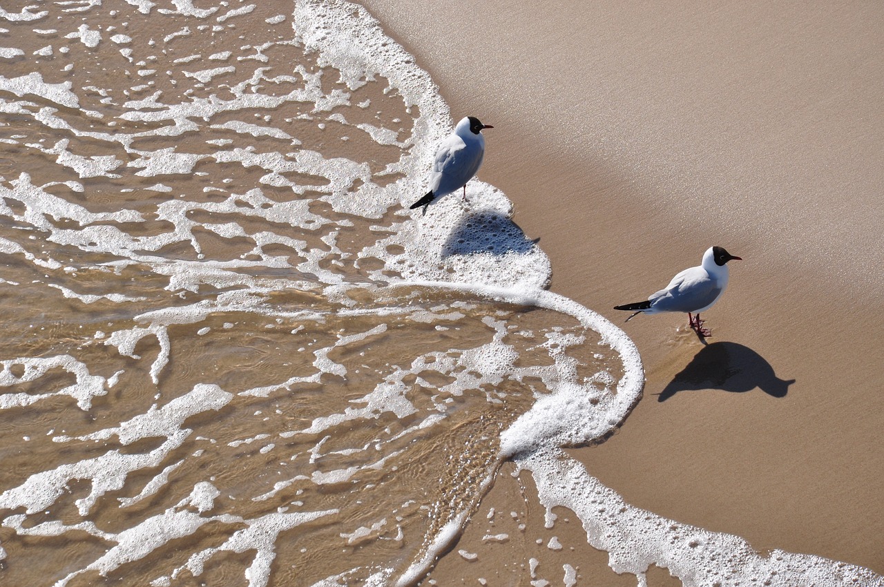 gull beach water free photo