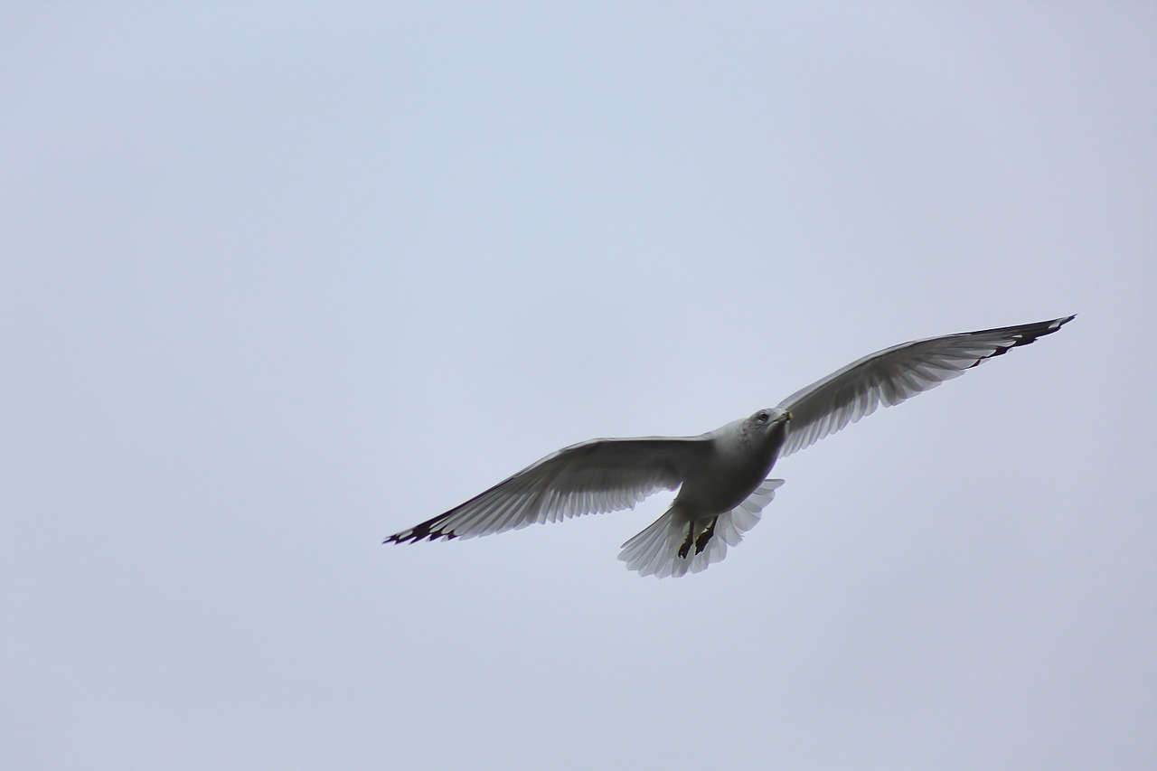 gull seagull bird free photo