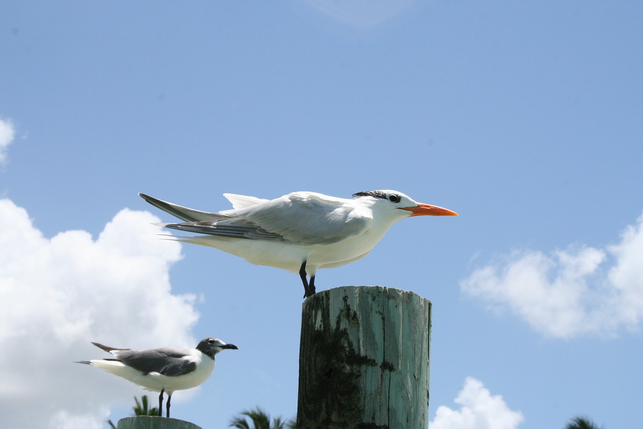 gull bird fly free photo