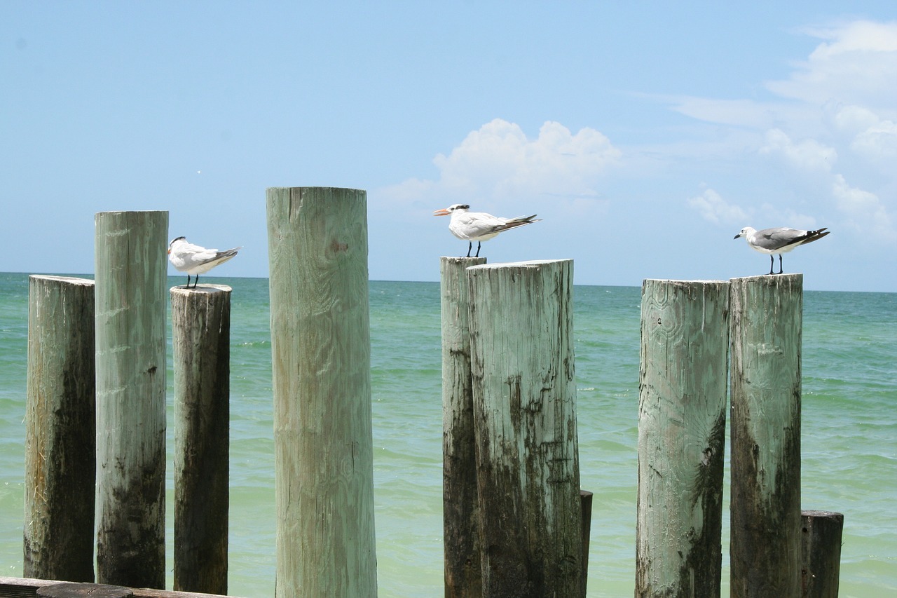 gull bird fly free photo