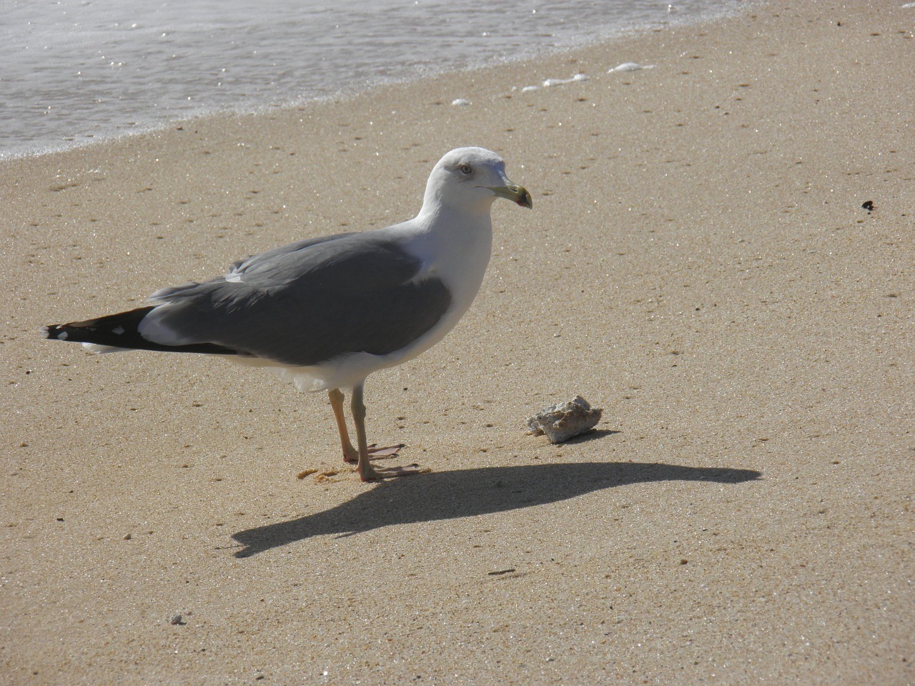 gull beach sand free photo