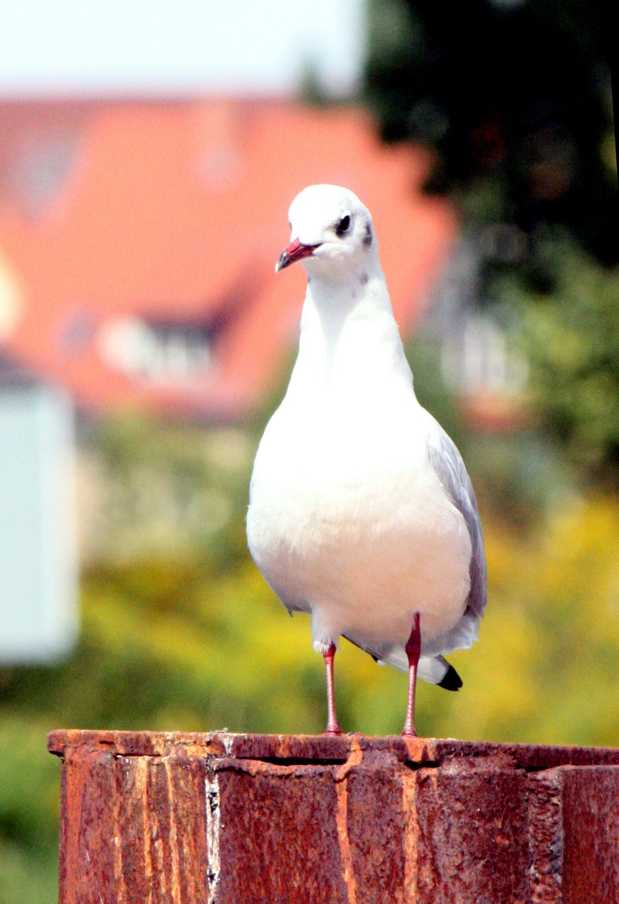 gull close bird free photo