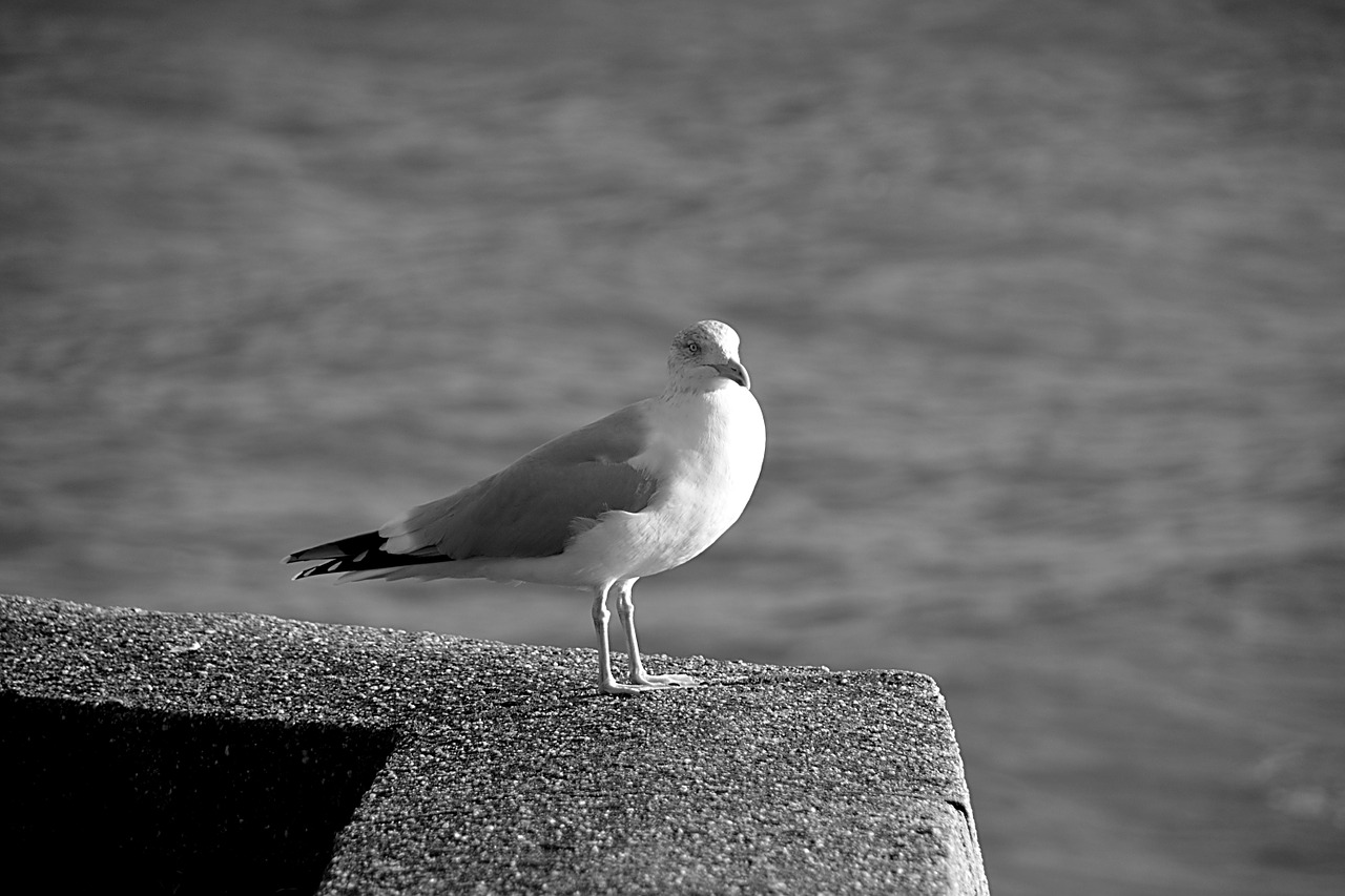 gull bird fauna free photo