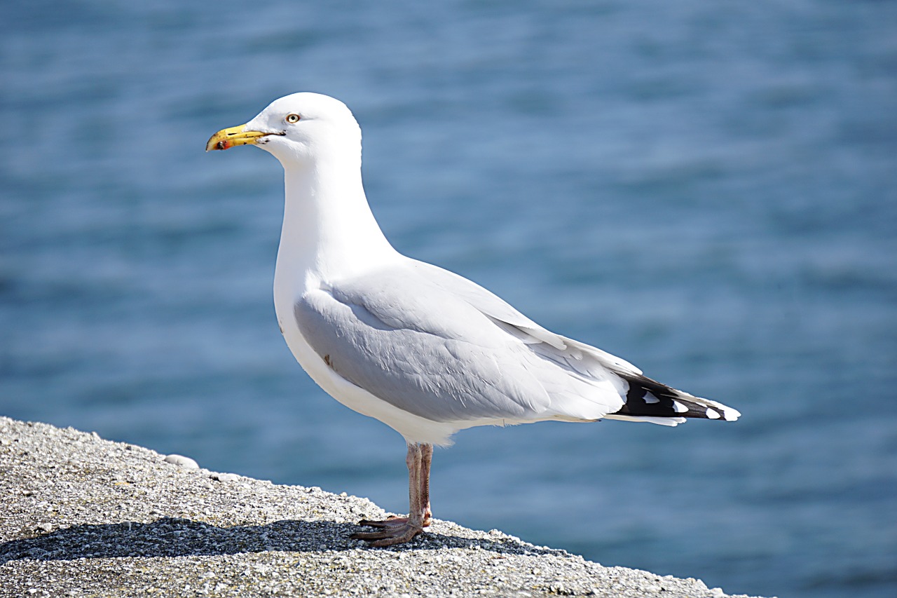 gull bird sea ​​bird free photo