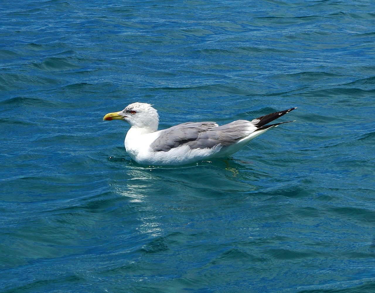 gull bird animal free photo